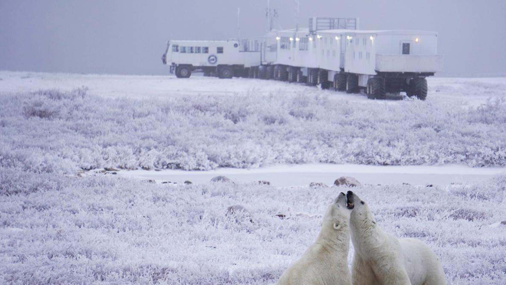 The Subarctic Adventure Waitlist
